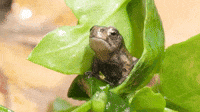 Good Frog