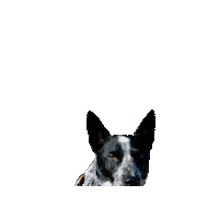 Doctor Who Strider Sticker by Geekster Pets