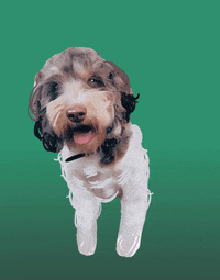 Biniarrow GIF