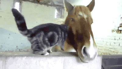 cat horse GIF