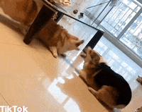 excited aww GIF by TikTok