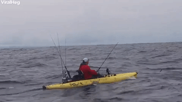 Fisherman Catches Massive Marlin