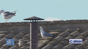 Sistine Chapel Smoke GIF by TheDreamTeam 