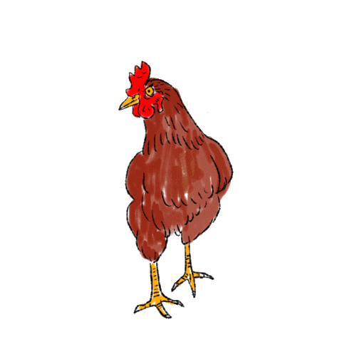 Angry Chicken Sticker
