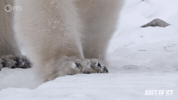 Polar Bear Paws GIF by PBS