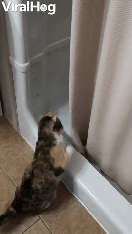Goose's Bath Time Interrupted by Cheeky Kitty