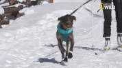 doggie winter wonderland pupparazzi GIF by Nat Geo Wild
