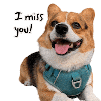 Corgi Miss Sticker