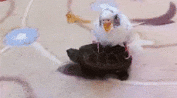 Aww GIF