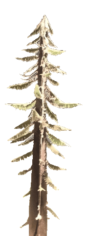 Redwood Tree Cam Sticker by camcountry