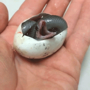 baby breath eyebleach xpost snek GIF