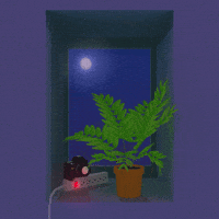 still life night GIF by jjjjjohn