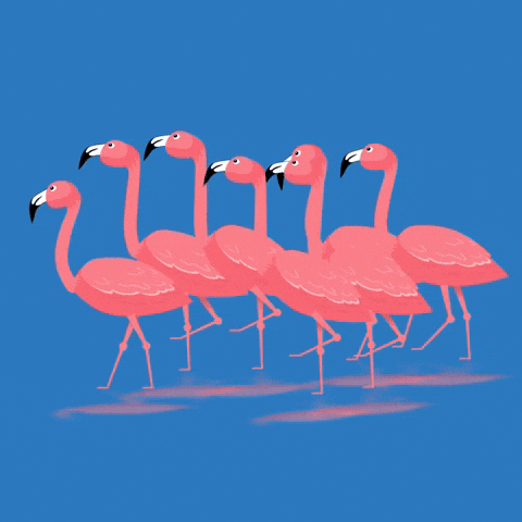 Pink Flamingo Loop GIF