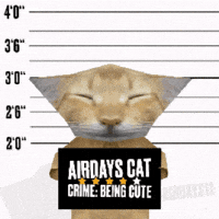 Cat Crime GIF