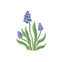 Grape Hyacinth Sticker