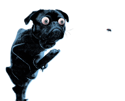 Dog Hund Sticker by Four Music