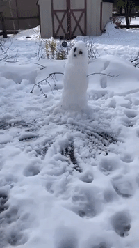 Frosty vs Fido: Dog Can't Contain Excitement at Destroying Snowman