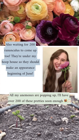 daniellefulawka giphyupload GIF