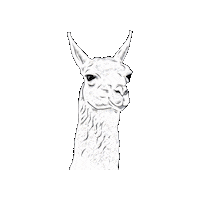 Guanakombu animal kombucha magallanes guanaco Sticker