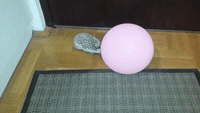 Cute Hedgehog has a Ball With Balloon