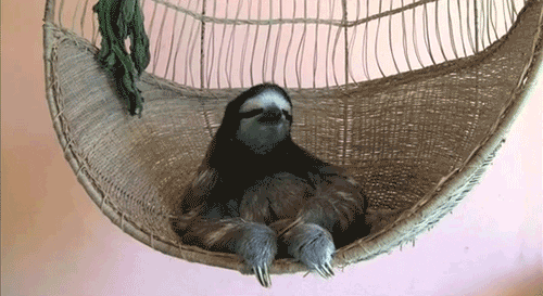 Video gif. Sloth sits relaxed in a circular woven hanging chair.