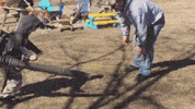 Turn Turn Lol GIF by America's Funniest Home Videos