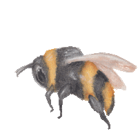 Bee Sticker by Little Rae Prints