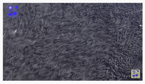1611f5480b25446d99ab911538694a32 giphyupload GIF