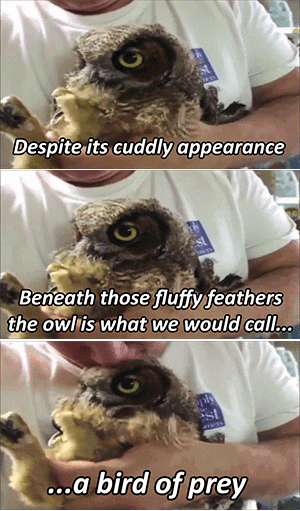 Puns Owls GIF