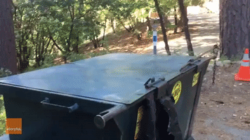 California Man Helps Bear Escape Dumpster