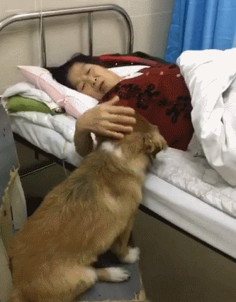 cuteanimalland giphyupload GIF