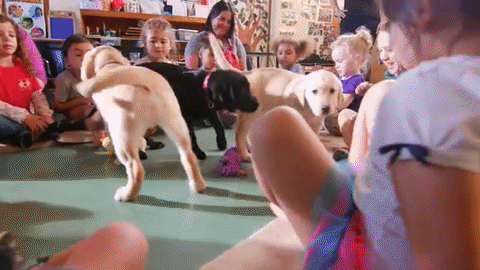 puppies love GIF by SoulPancake