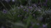 GIF by Eden