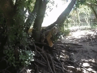 Tiger Picks on Sleepy Sibling at Park in South Africa