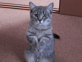 Cat Please GIF