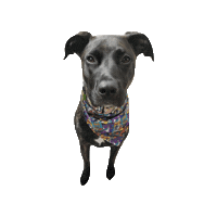 Here Comes May Sticker by Geekster Pets
