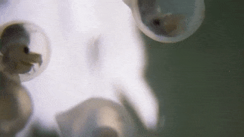 squid cephalopods GIF by Science Friday