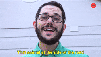 That Animal Was Taking A Nap