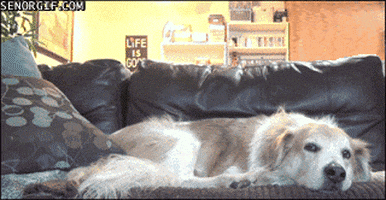 cat dog GIF by Cheezburger