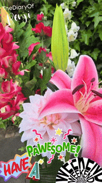 Weekend Sunday GIF