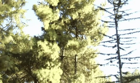canary island pine la trees GIF by alixmcalpine