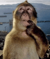 sergito4r sergito4r GIF