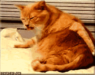 cat itch GIF by Cheezburger