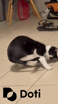 Happy Cat GIF by Doti.AI