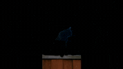 Cat GIF