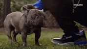 scratching good boy GIF by MOST EXPENSIVEST