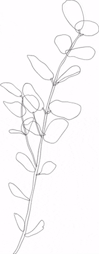 sedanuralacam giphygifmaker plant minimal lineart GIF
