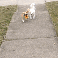 dog walk GIF by KeepUpWithJaz