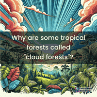 Tropical Forests Clouds GIF by ExplainingWhy.com