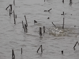 Water Education GIF by DIIMSA Stock